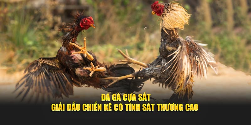 Đá Gà Cựa Sắt - Giải Đấu Chiến Kê Có Tính Sát Thương Cao