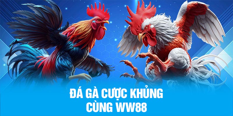 Đá gà cược khủng cùng WW88