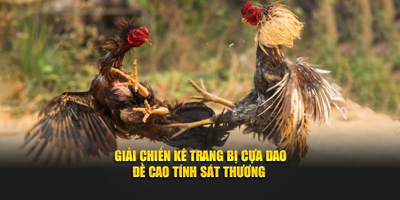 Giải chiến kê trang bị cựa dao đề cao tính sát thương