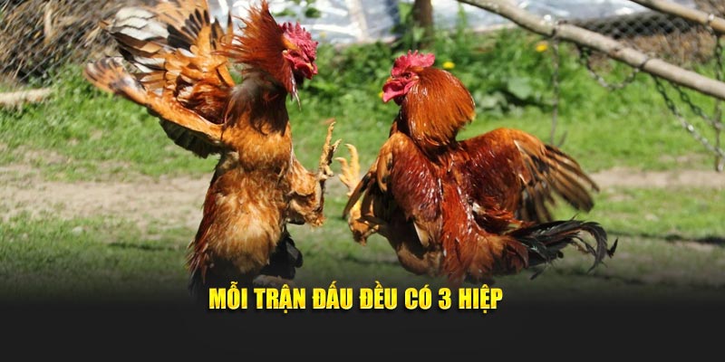 Mỗi trận đấu đều có 3 hiệp