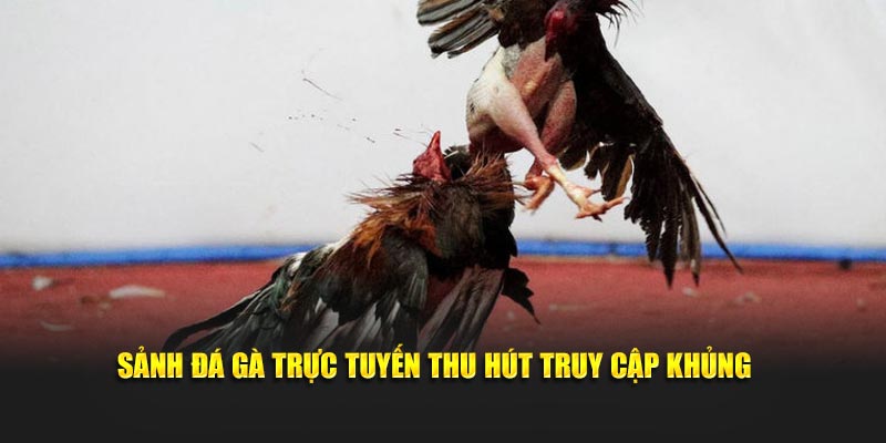 Sảnh đá gà trực tuyến thu hút truy cập khủng